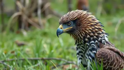 A unique animal that physically resembles an eagle but has zebra-like coloring and a bizarre appearance; a mutated, evolved animal captured in documentary-quality footage. Its extremely wild and detailed fur creates a very impressive sight in a rural swamp environment. Filmed remotely with a professional 35mm DSLR camera for Ultra HD documentary filmmakers.