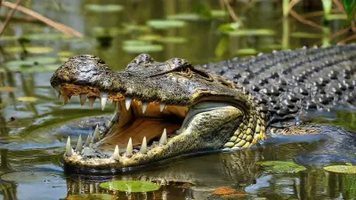 A magnificent animal with a very wide mouth, bolt-shaped teeth, ultra-detailed, and a meticulously rendered crocodile. Photograph taken in a swamp.