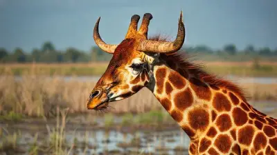 Physically very similar to a giraffe, this bull-like creature is a unique being with vibrant colors and a ferocious appearance; an almost mutated, evolved beast, captured in documentary-quality footage. Its extremely wild and detailed fur creates a striking image in its mystical setting: a rural swamp lake. Filmed remotely with a professional 35mm DSLR camera for 8K Ultra HD documentary filmmakers.