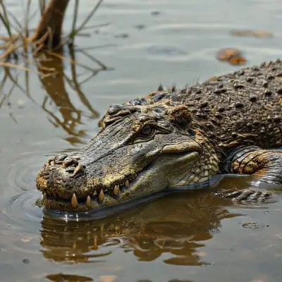 A creature resembling a crocodile but with the head of a lion was spotted in an African swamp realistic detailed, anatomic realistic detiled,