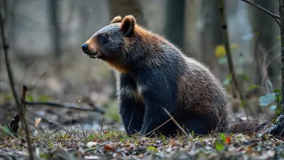 A bear resembling a squirrel has been filmed in documentary quality. It creates a dazzling visual spectacle in its wild and detailed natural habitat in a rural swamp lake forest. Recorded remotely with a professional 35mm DSLR camera for ultra-realistic, HD documentary filmmakers.