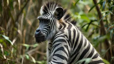 A unique animal that physically resembles an ape but has the coloring and appearance of a zebra; a mutated, evolved animal captured in documentary-quality footage. Its extremely wild and detailed fur creates a very impressive sight in the jungle. Filmed remotely with a professional 35mm DSLR camera for Ultra HD documentary filmmakers.