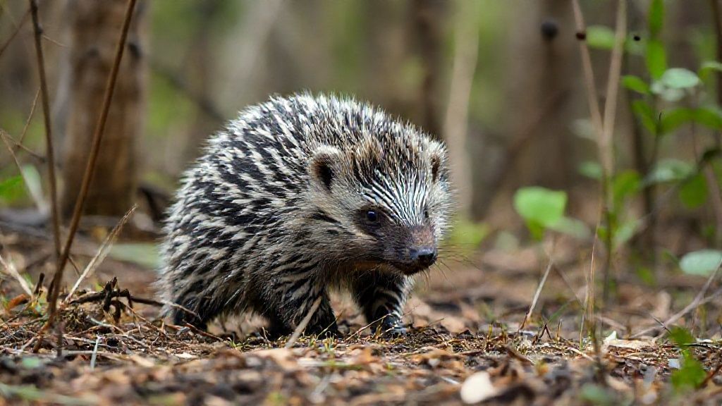 In its wild and detailed natural habitat in a rural swamp forest, a zebra-like hedgehog-bear hybrid creature creates a dazzling visual spectacle. This ultra-realistic image, shot from a distance with a professional 35mm DSLR camera,