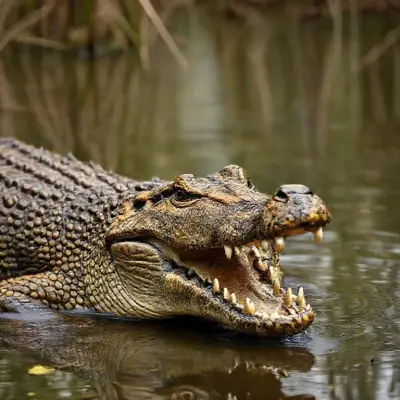 A creature resembling a crocodile but with the head of a lion was spotted in an African swamp realistic detailed, anatomic realistic detiled,