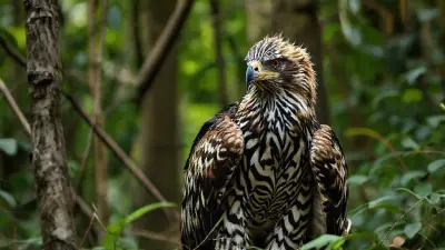A unique animal that physically resembles an eagle but has zebra-like coloring and a bizarre appearance; a mutated, evolved animal captured in documentary-quality footage. Its extremely wild and detailed fur creates a very impressive sight in the forest. Filmed remotely with a professional 35mm DSLR camera for Ultra HD documentary filmmakers.