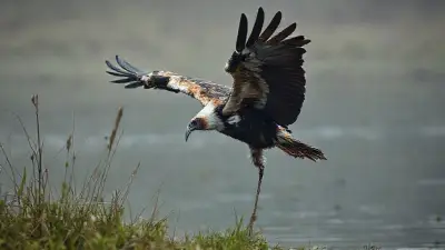 Physically resembling an eagle, but with stork-like coloring and a bizarre appearance, this creature is a unique being; in documentary-quality footage, it looks almost like a mutated, evolved monster. Its extremely ferocious and detailed fur creates a striking image in its mystical setting, a rural swamp lake. Filmed remotely with a professional 35mm DSLR camera for 8K Ultra HD documentary filmmakers.